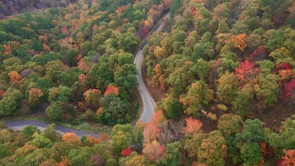 Wall Mural - Winding asphalt country road through autumn forest with colorful trees and fall leaves colors 