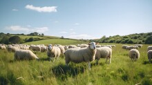 Sheep In The Green Field