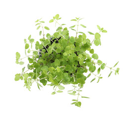 Wall Mural - Aromatic green potted oregano isolated on white, top view