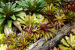Bromeliads. Colorful Bromeliads in tropical garden. Selective focus
