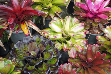 Wall Mural - Bromeliads. Colorful Bromeliads in tropical garden. Selective focus