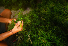 Farmer Collecting Seaweed Plantations At Seaweed Farm In Nusa Penida, Indonesia	