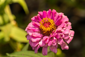 Poster - Elegant Zinna Closeup