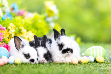 Lovely bunny easter fluffy baby rabbit with a basket full of colorful flowers and easter eggs on green garden nature background on warming spring day. Symbol of easter day festival. Rabbit in summer.