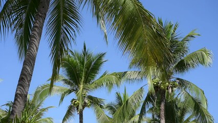 Wall Mural - leaf of coconut trees flutter slow motion on blue sky, beautiful natural background