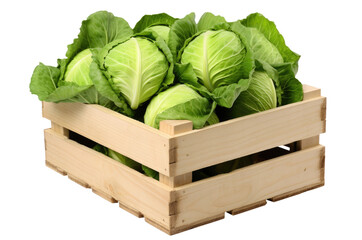 Wall Mural - Cabbage in wooden crate isolated on transparent background