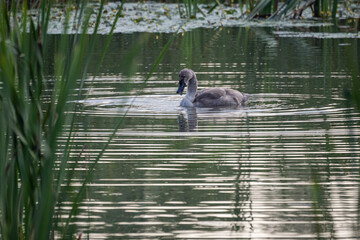 Canvas Print - Baby swan bird on the surface of the lake with reeds.