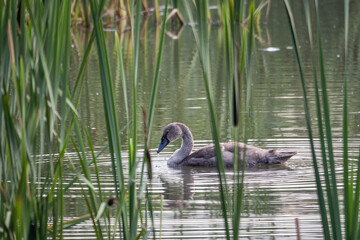 Canvas Print - Baby swan bird on the surface of the lake with reeds.