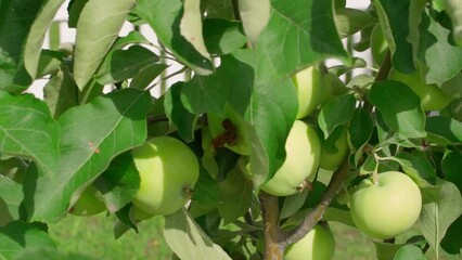 Wall Mural - Apples of the white pouring variety hang on a tree close-up. Fertile apple tree in the garden, smooth camera movement