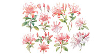 Watercolor Honeysuckle Flower Clipart For Graphic Resources