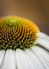 Wall Mural - Close up of the yellow center of a white echinacea flower.