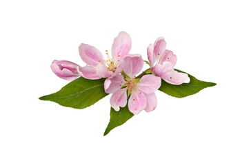 Wall Mural - Pink flowers and green leaves of Malus floribunda (profusely flowering apple) in a spring floral arrangement isolated on white  or transparent background