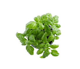 Wall Mural - Aromatic green potted basil isolated on white, top view