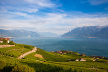 Vineyards Of The Lavaux Region Over Lake Leman,Switzerland