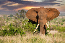 Elephant In The Kruger National Park At Sunset