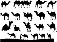 Black And White Silhouettes Of Camels In Various Poses And Positions. Some Camels Are Standing, Some Are Walking, And Some Have Riders On Their Backs. Scientific Name Of Camel Is Camelus Dromedarius