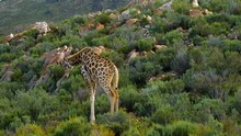 Cape Giraffe Has Stunning Coat Pattern With Brown Patches, Walks In Shrubland
