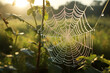 Nature's intricate design, a dew-covered spider web, anticipates the morning's first prey with quiet patience