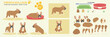 Cute brown and white french bull dog vector collection of poses with multiple angles and accessories. Puppy sleeping, sitting, walking, popular dogs	
