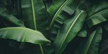 Banana Leaves Close Up. Natural, Green, Tropical Forest Leaves Background.
