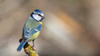 Beautifull colourful bird photographed in Türkiye.