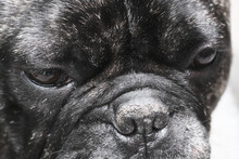 Macro Close Up Of French Bulldog Face. Portrait Of Black Dog