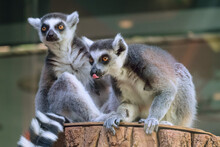 Pair Of Ring-tailed Lemurs Sitting On A Wooden Stump. Funny Lemur Catta Showing Tongue.