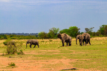 Poster - Herd of african elephants in savanna in Serengeti National park in Tanzania