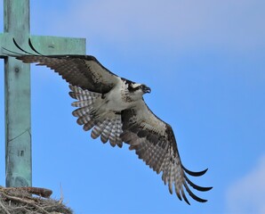 Sticker - Osprey in Flight Cedar Key Florida Gulf of Mexico