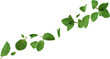 3d render flying mint leaves