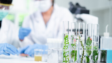 Wall Mural - Close up look of an eco or botany and plants test tube or glassware and Scientist is holding and testing a result of natural product and organic cosmetic health care. eco laboratory microbiology.