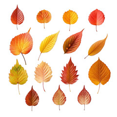 Wall Mural - autumn leaves collection