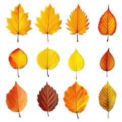 Wall Mural - collection of autumn leaves