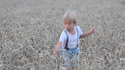 Sticker - Sweet blond toddler child, boy, playing in wheat field on sunset, summertime. Rural scene with kid