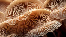 Macro Mushroom Gills
