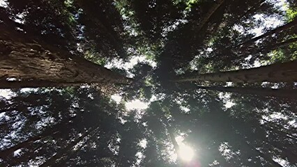 Wall Mural - Looking up at the trees in the forest