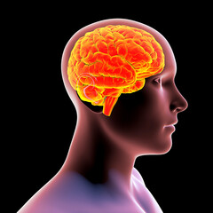 Sticker - Human brain, 3D illustration