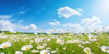 Natural Colorful Panoramic Landscape With Many Wild Flowers Of Daisies Against The Blue Sky.
