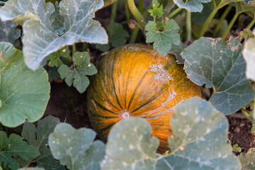 pumpkin patch on the farm