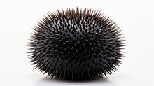 Black Alive Urchin Isolated On White
