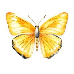 Yellow butterfly isolated on white background