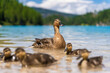 A wild duck leads her ducklings across Lake Bries in the Dolomites, Italy. The serene scene captures their close bond against the stunning mountain backdrop.