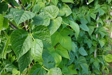 bean cultivation. climbing bean. bean flower, green beans in backyard garden