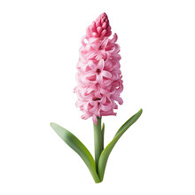 Isolated Pink Hyacinth On Transparent Background