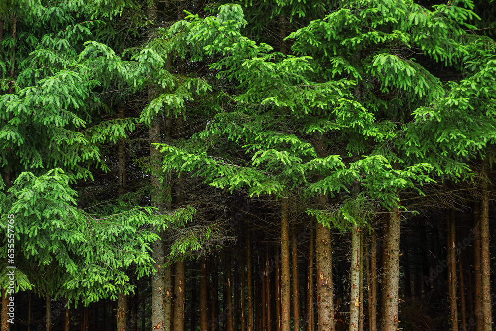Beautiful pine trees in forest
