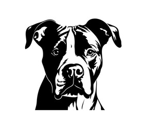 Wall Mural - vector isolated one single american staffordshire terrier dog head front view black and white bw two
