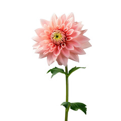 Wall Mural - pink dahlia flower alone on transparent background