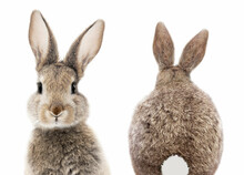Gray Bunny Or Rabbit Front And Back