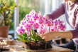 A woman devotes herself to nurturing a tropical phalaenopsis orchid
