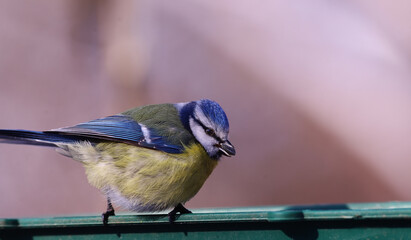 Wall Mural - A blue tit with a seed in its beak sits on a feeder against a blurred background of an indeterminate color.